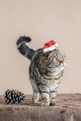 Scottish Fold cat wearing a Santa Claus hat