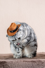 Scottish Fold cat with a marble coat wearing a hat