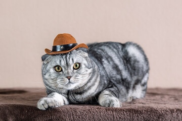 Scottish Fold cat with a marble coat wearing a hat
