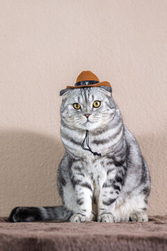 Scottish Fold cat with a marble coat wearing a hat