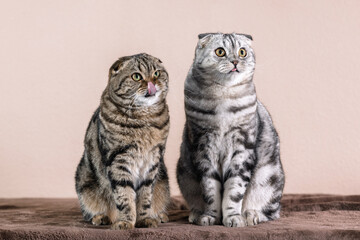 Scottish Fold cat, marble color