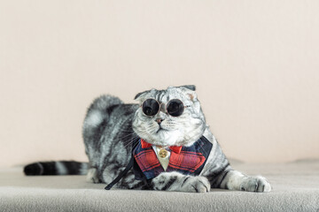  Scottish Fold cat with marbled coat in a carnival costume