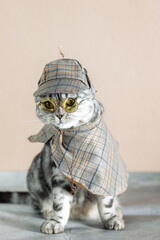  Scottish Fold cat with marbled coat in a carnival costume