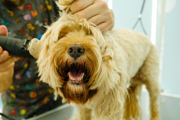 At a pet grooming salon, a middle-aged male groomer is trimming the fur of an adorable Cockapoo dog with clipper