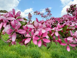  Malus Niedzwetzkyana spring blossom crab apple tree.