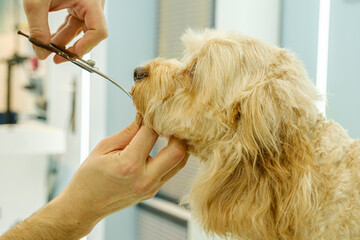 At a pet grooming salon, a middle-aged male groomer is trimming the fur of an adorable Cockapoo dog...