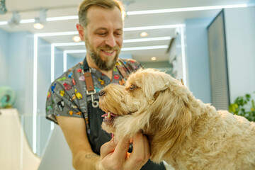 At a pet grooming salon, a middle-aged male groomer is trimming the fur of an adorable Cockapoo dog...