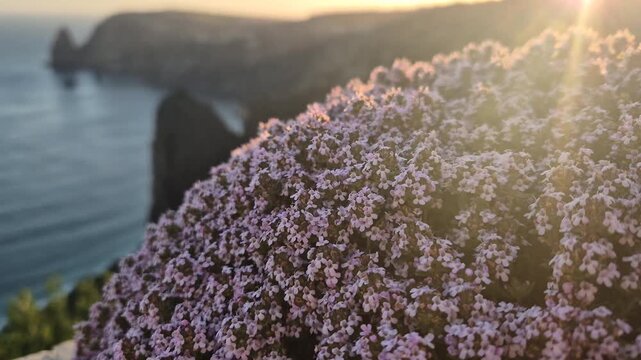 Flowers thyme sunset, purple wildflowers blooming on a scenic cliff overlooking the sea during beautiful golden hour