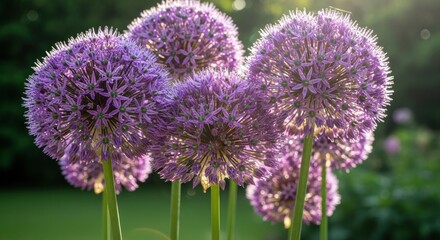 Fototapeta premium Purple allium flowers in a garden setting.