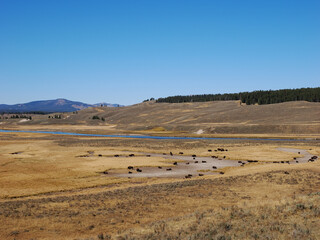 American Bison Herd in Hayden Valley Landscape