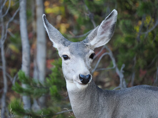 Mule Deer Doe Looking Directly at Camera