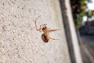 Parasteatoda tepidariorum, the Common House Spider
