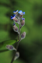 fine speedwell flower macro photo	
