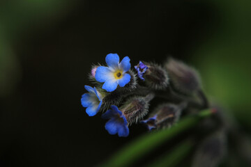 fine speedwell flower macro photo	
