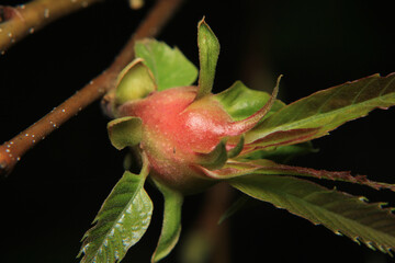 greater quaking grass plant macro photo	