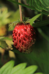 natural red wild strawberry photo	
