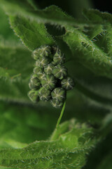 greater quaking grass plant macro photo	