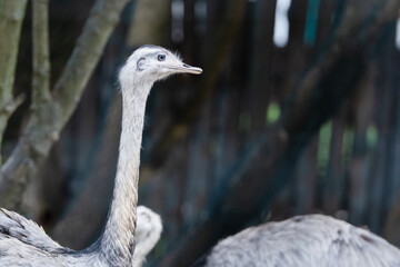 Ostrich with elongated neck standing in a natural outdoor enclosure in the afternoon