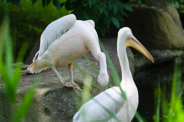 Pelicans interacting near a pond surrounded by lush greenery in a natural setting