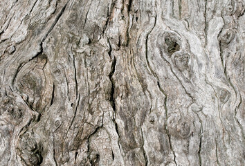 close-up of an old deciduous tree trunk  