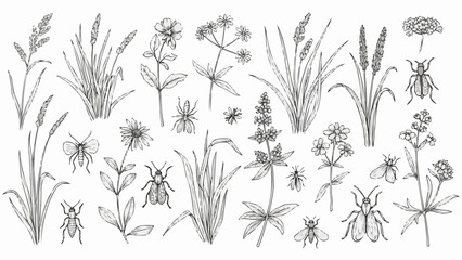 Collection of Various Wildflowers and Grasses.