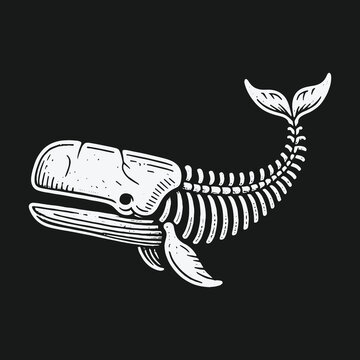 Vintage hand drawn whale skeleton anatomy art illustration.