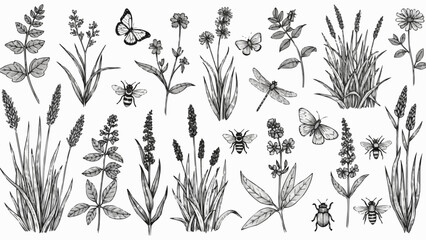 Black and White Illustration of Various Insects and Plants.