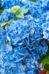 Obraz premium Hydrangea macrophylla bright blue blossoms for wedding bouquet and ornamental garden concept