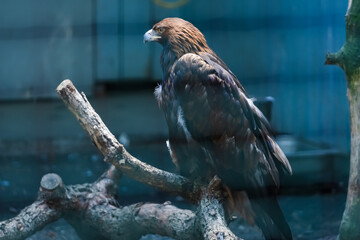 Majestic eagle perched on a branch in a wildlife sanctuary during the daytime