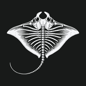 Detailed anatomical illustration of a stingray skeleton on a black background.