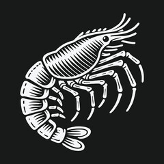 Obraz premium Vintage shrimp illustration in a black and white engraving style.