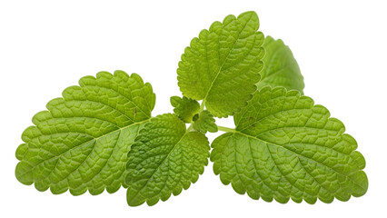 Fresh green leaves on transparent background, isolated foliage for design