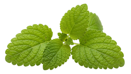 Fresh green leaves on transparent background, isolated foliage for design