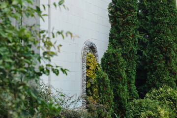Evergreen trees and climbing plants near an arched entryway on a white wall