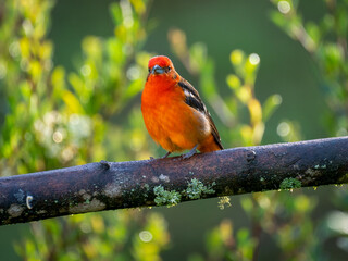 Bluttangare (Piranga bidentata)