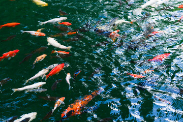 Elegant koi fish in a reflective pond surrounded by plants