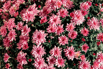 Chrysanthemum in autumn.Beautiful pink chrysanthemum as background