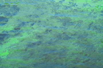 Waterways affected by harmful algae blooms, showcasing the threat to aquatic health.