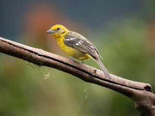 Bluttangare (Piranga bidentata)