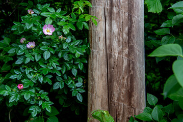 Wild pink flowers growing beside weathered wooden pole