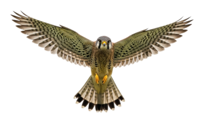 Hunting falcon in flight nature wildlife mid-air action isolated on transparent background