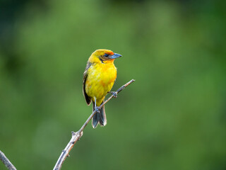 Fototapeta premium Bluttangare (Piranga bidentata)