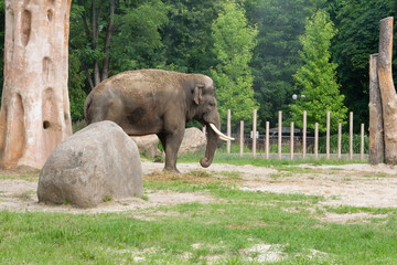 Elephant standing in green grass with rocks and trees in a zoo environment