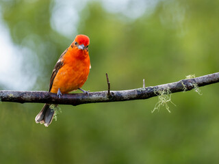 Bluttangare (Piranga bidentata)