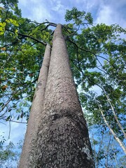 Fototapeta premium towering tropical forest trees 