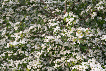 Dense Cluster of White Hawthorn Blossoms
