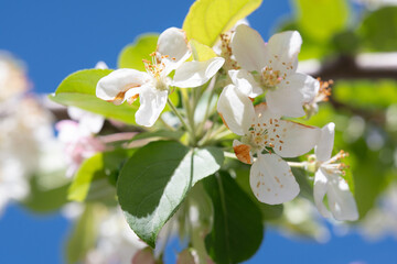 Close-Up of White Apple Blossoms Against Blue Sky