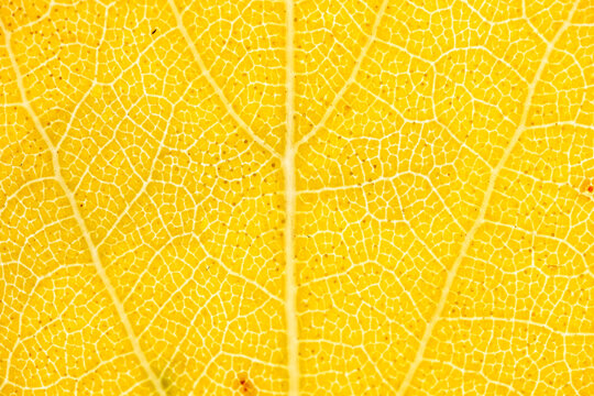 Backlit Yellow Autumn Leaf Vein Network Macro