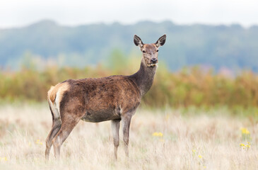 Fototapeta premium Female red deer hind standing alert in meadow