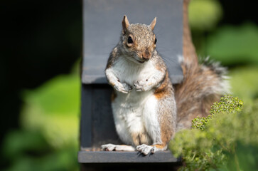Eastern gray squirrel eating nuts and seeds from squirrel feeder in garden
